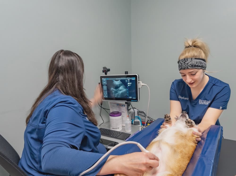 The team scanning a dog at Orland Park