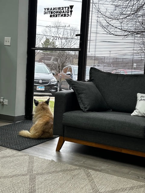 A fluffy dog waiting by the front door