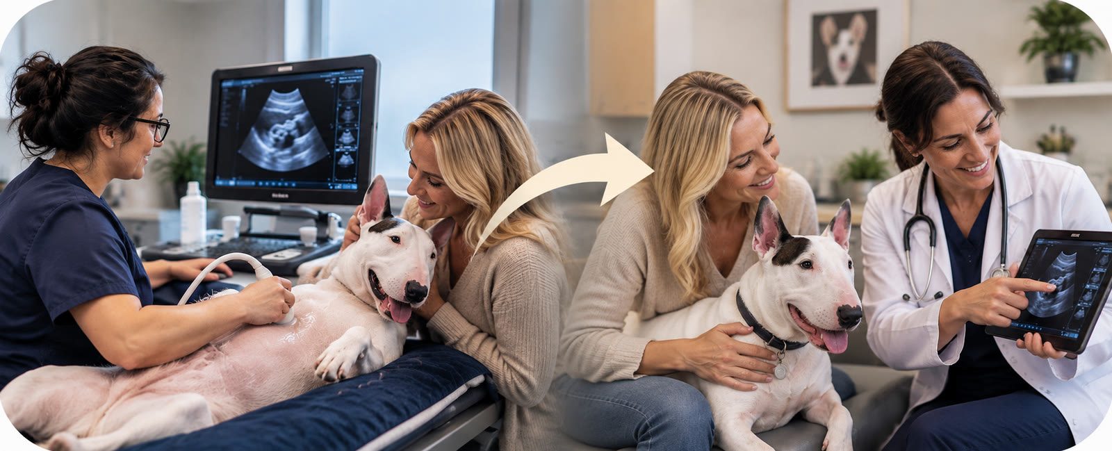 A sonographer scans a dog while its owner comforts it; then a veterinarian goes over the results with the owner on a tablet