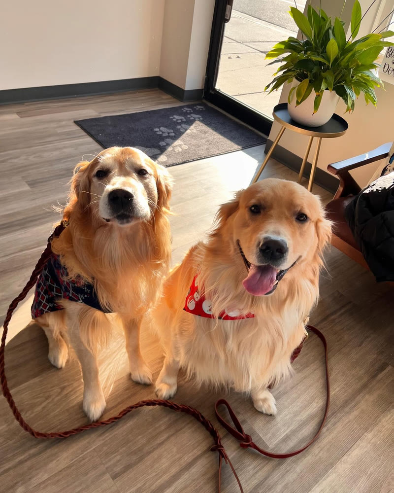 Two golden retrievers waiting calmly in the VDC lobby