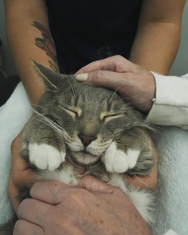A relaxed cat, eyes closed, held gently