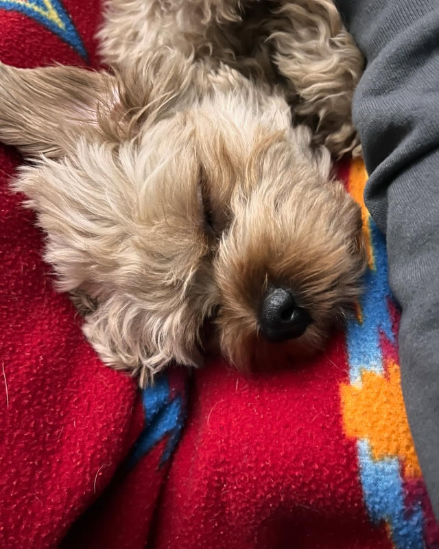 A small dog dozing, curled up on a blanket