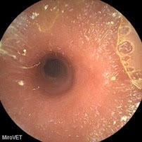 Capsule camera image: healthy small intestine