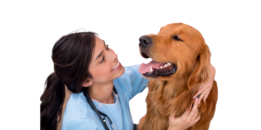Veterinary Diagnostic Centers