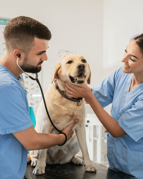 veterinary ultrasound partenrship program chicago