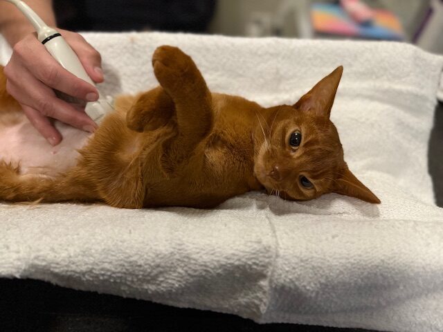 Abdominal Ultrasound with Internist Case Analysis