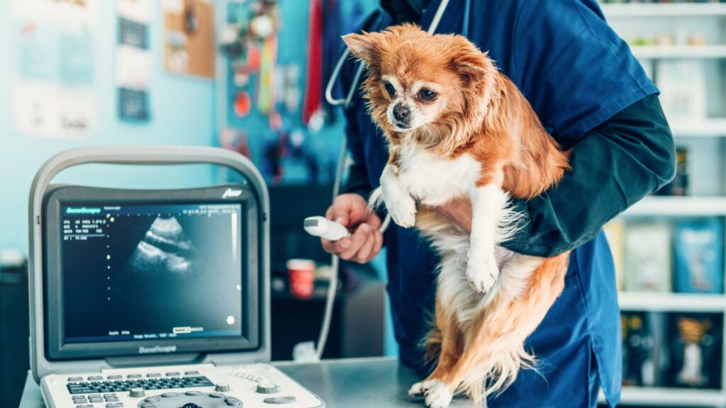 Veterinary Ultrasound for Dogs & Cats