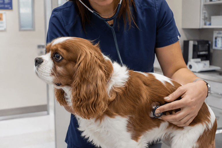 vdc-dog-cardiology-consult