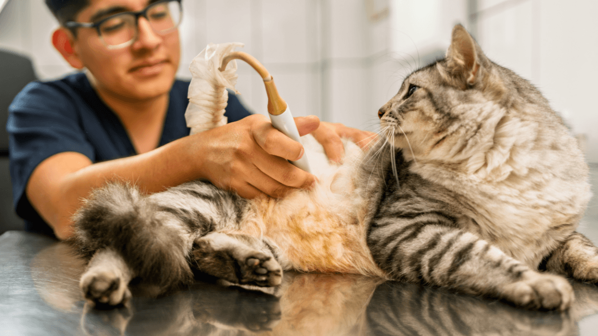 pet ultrasound chicago