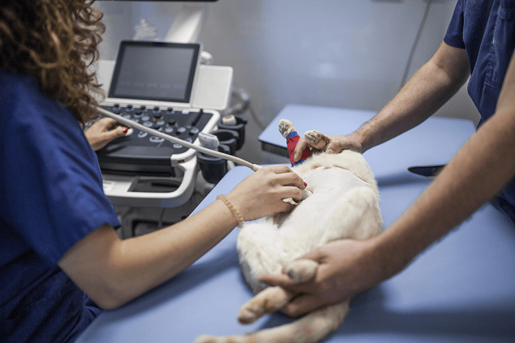 pet ultrasound