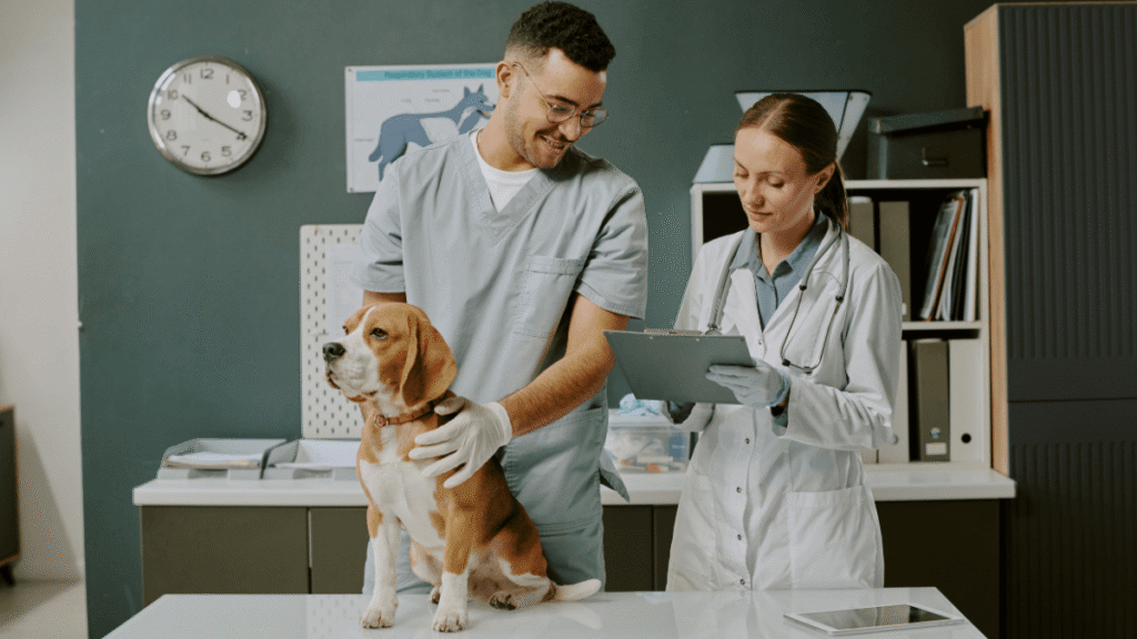 Veterinarians team
