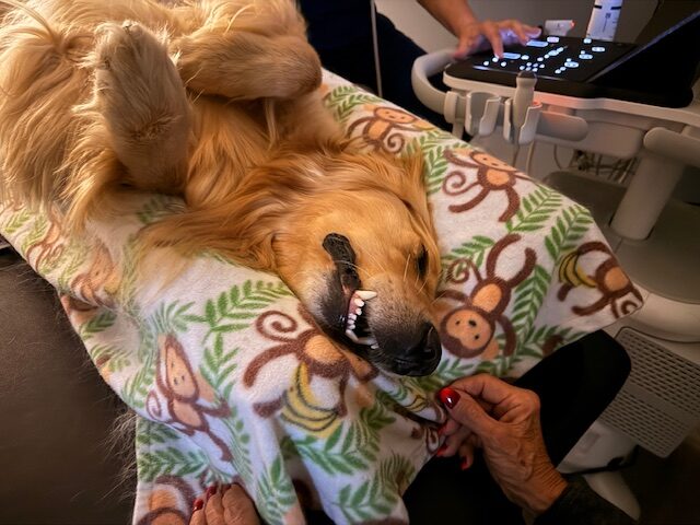 Veterinary Diagnostic Centers